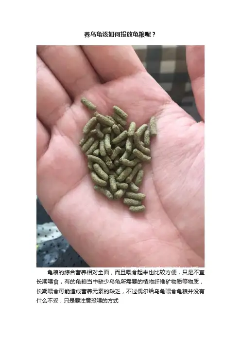 养乌龟该如何投放龟粮呢？