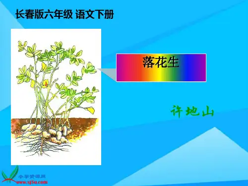 长春版语文六年级下册落花生优质PPT