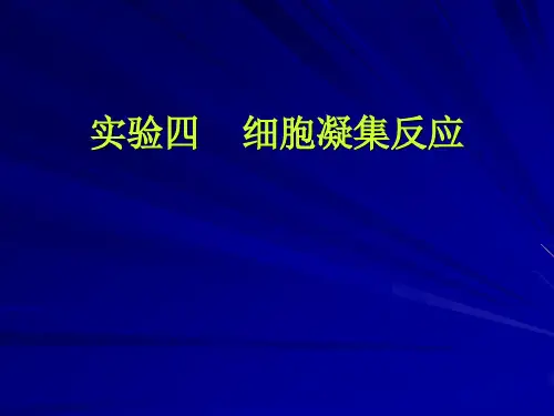 实验四----细胞凝集反应