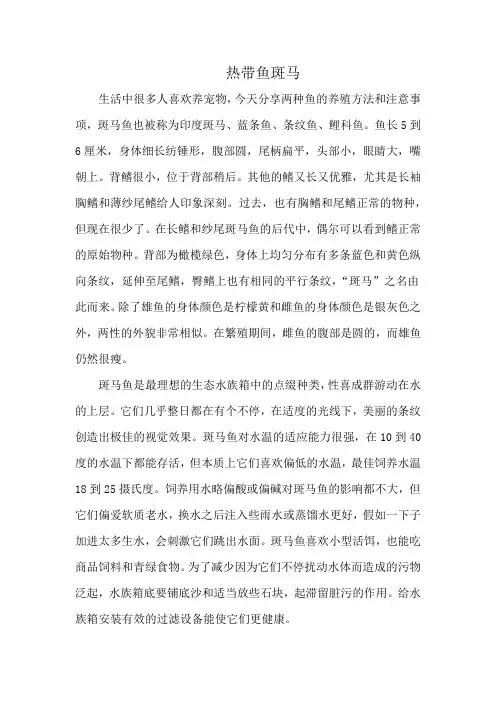 热带鱼斑马