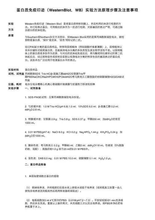 蛋白质免疫印迹（WesternBlot，WB）实验方法原理步骤及注意事项