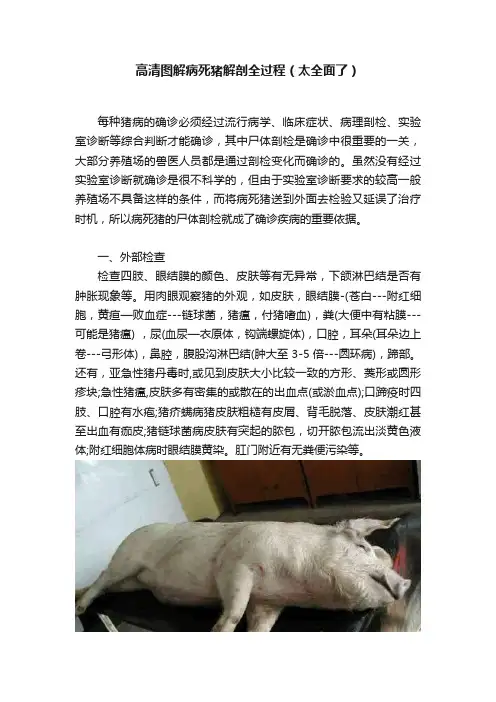 高清图解病死猪解剖全过程（太全面了）