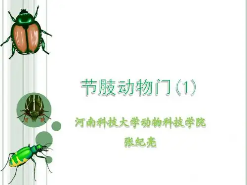 动物生物学节肢动物门课件