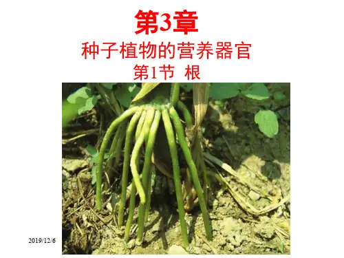 生物竞赛： 植物的营养器官—根(上课版)