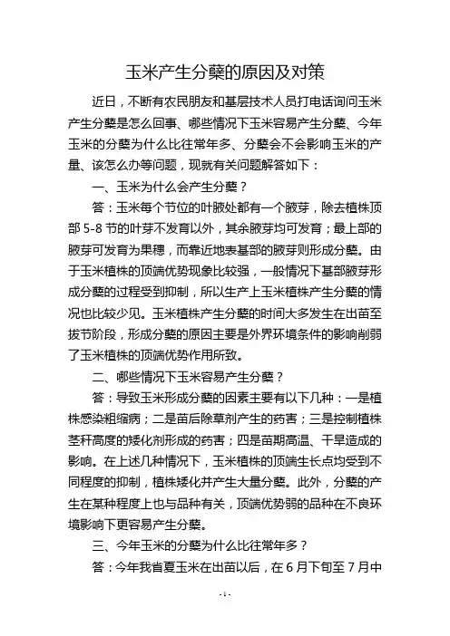 玉米产生分蘖的原因及对策
