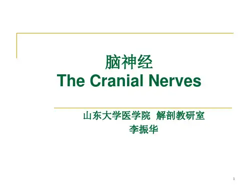 脑神经PPT课件