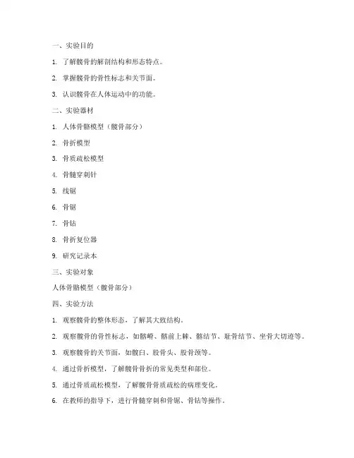 解剖实验报告髋骨