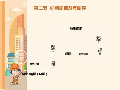 医学细胞生物学细胞周期及其调控细胞周期本科