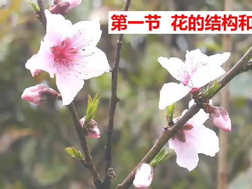 济南版八年级上册 4.1.1 花的结构和类型  课件