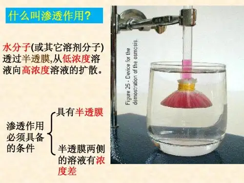 4.3 物质跨膜运输实例、方式