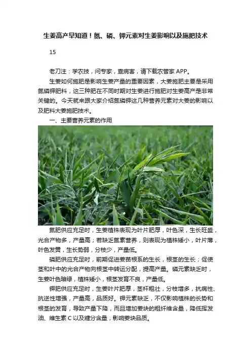 生姜高产早知道!氮、磷、钾元素对生姜影响以及施肥技术
