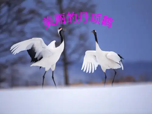 美丽的丹顶鹤ppt课件