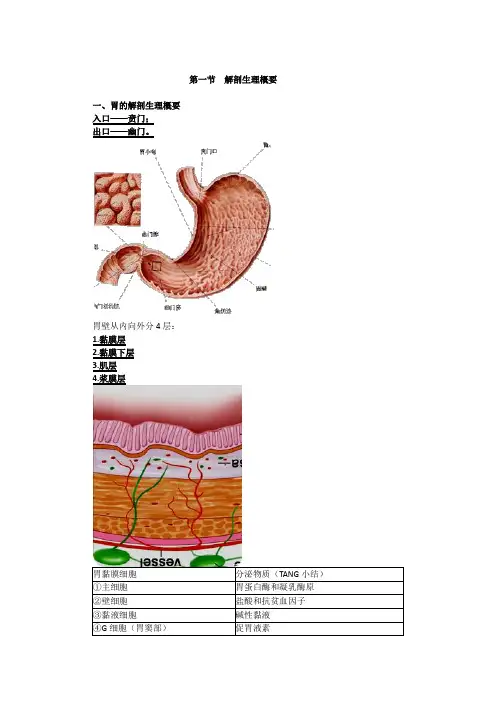 胃、十二指肠解剖生理