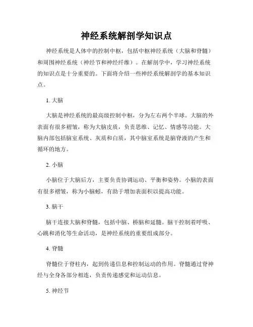 神经系统解剖学知识点