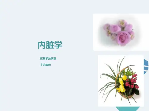内脏总论、口、咽、食管、胃教学课件