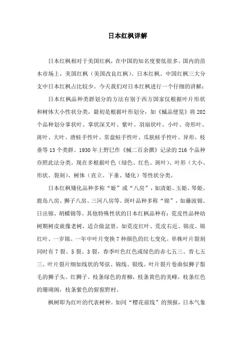 日本红枫详解