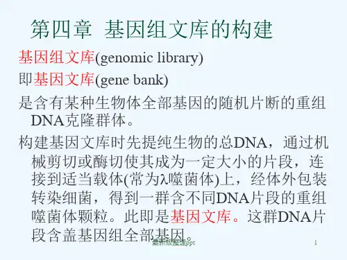 基因组文库构建ppt课件