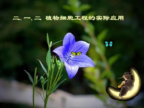 植物细胞工程的实际应用
