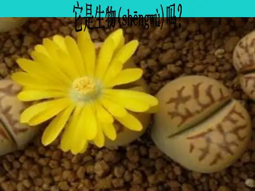 七年级生物上册1.1.1走进生物实验室课件1冀教版
