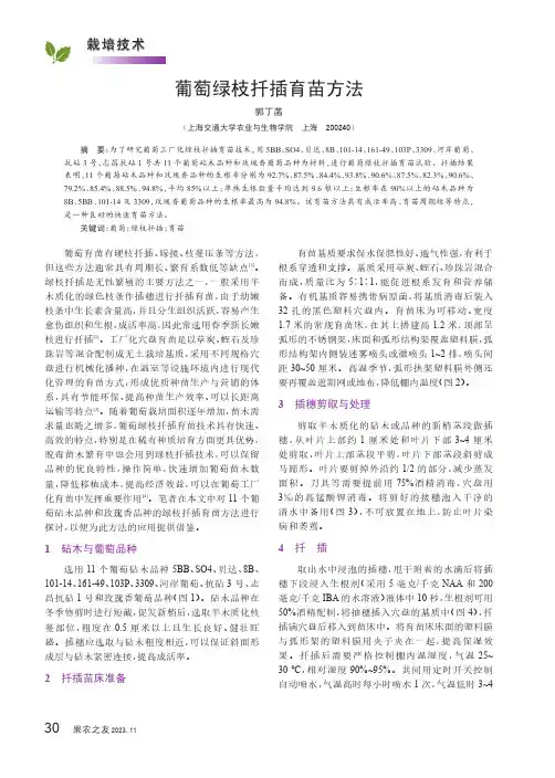 葡萄绿枝扦插育苗方法