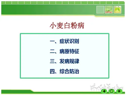 小麦白粉病防治
