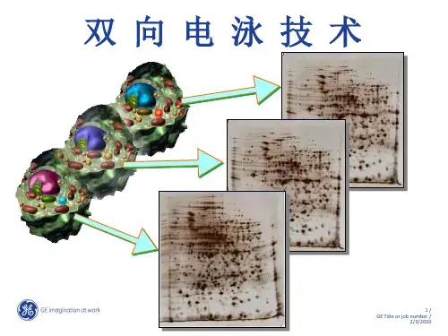 (完整版)双向电泳原理与流程