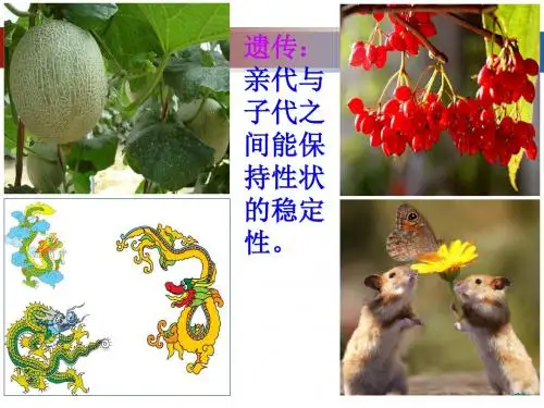 分离规律试验(优质课)