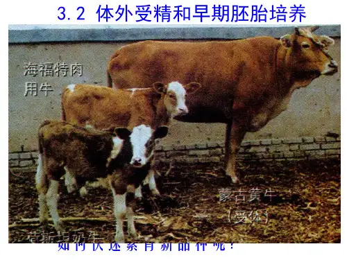 选修III 3.2 体外受精与早期胚胎的发育