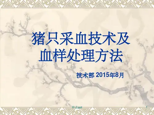 猪只采血技术及血样处理方法ppt课件
