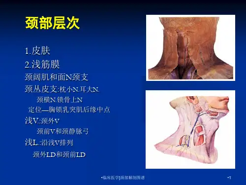 临床医学颈部解剖图谱课件