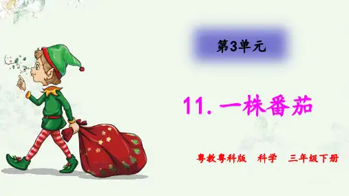 (新教材)粤教粤科版三年级下册科学 11.一株番茄 教学课件PPT