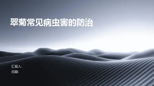 翠菊常见病虫害的防治