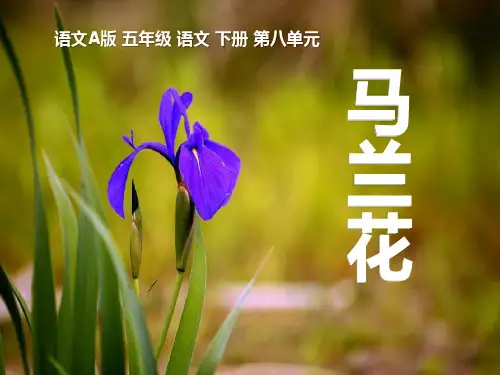 《马兰花》PPT课件 (共12张PPT)