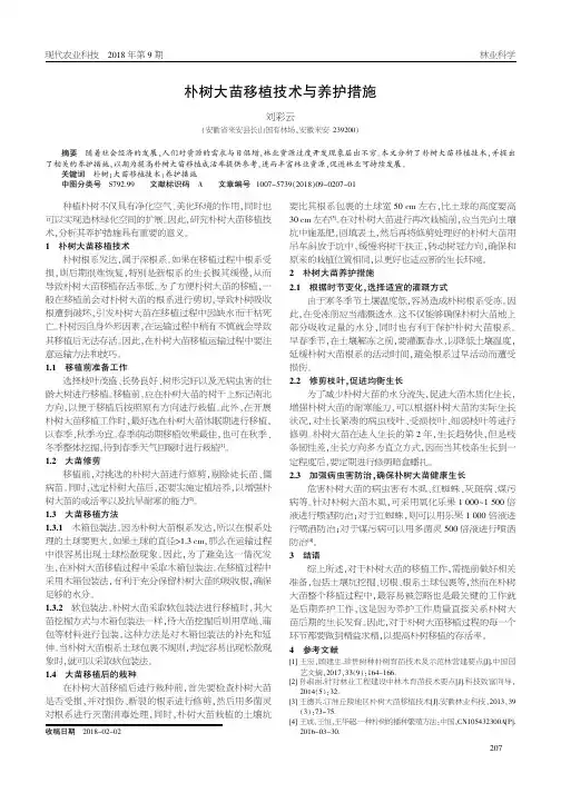 朴树大苗移植技术与养护措施