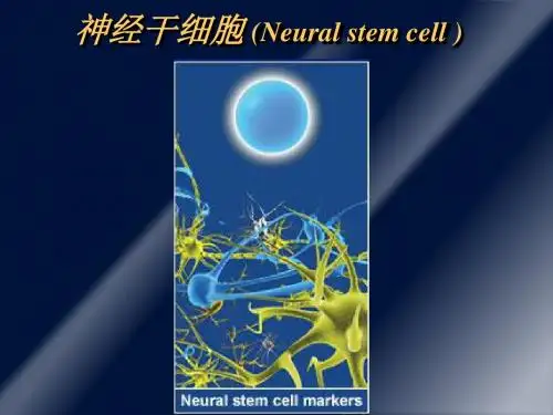 6-神经干细胞 (Neural stem