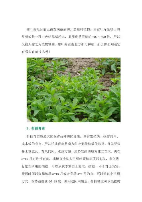 中药材甜叶菊的育苗技术