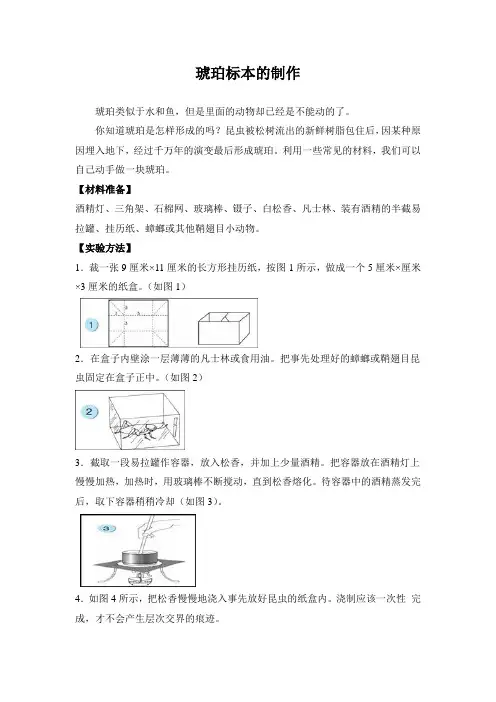 琥珀标本的制作