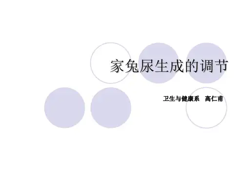 实验：家兔尿生成的调节