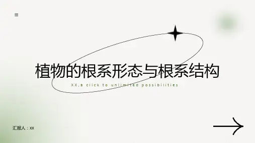 植物的根系形态与根系结构