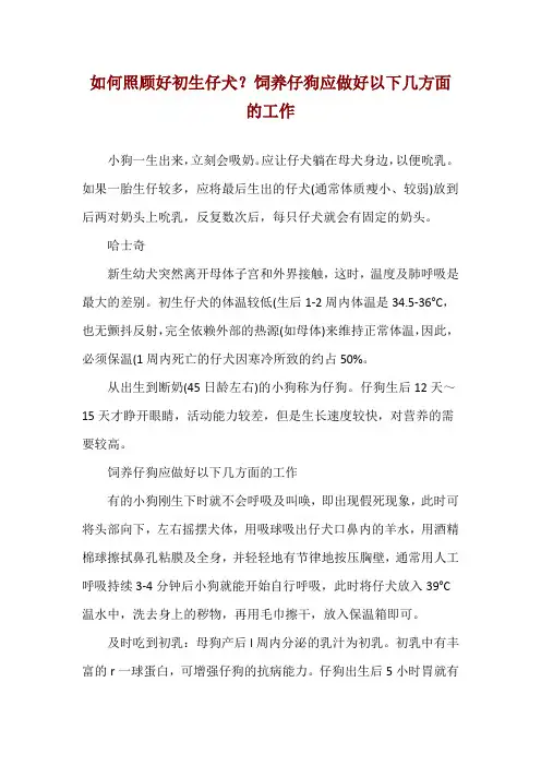 如何照顾好初生仔犬？饲养仔狗应做好以下几方面的工作