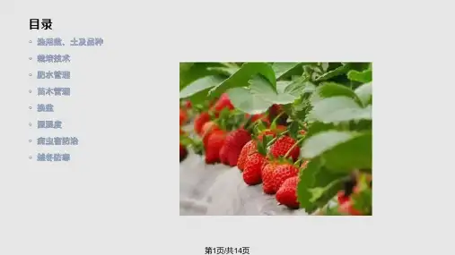 阳台盆栽草莓技术PPT课件