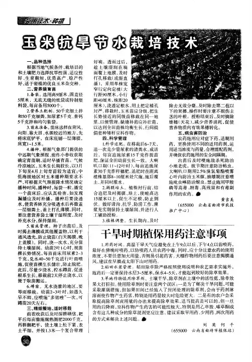 玉米抗旱节水栽培技术