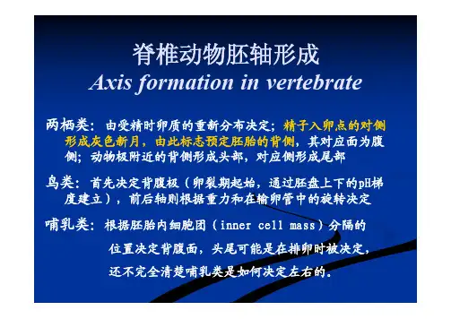 脊椎动物胚轴形成