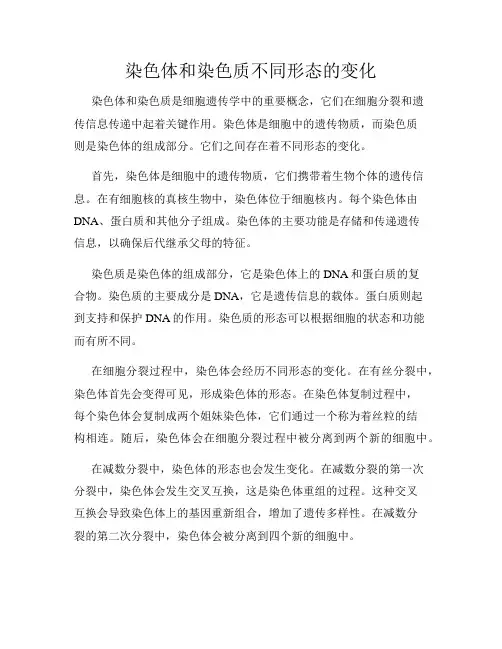 染色体和染色质不同形态的变化