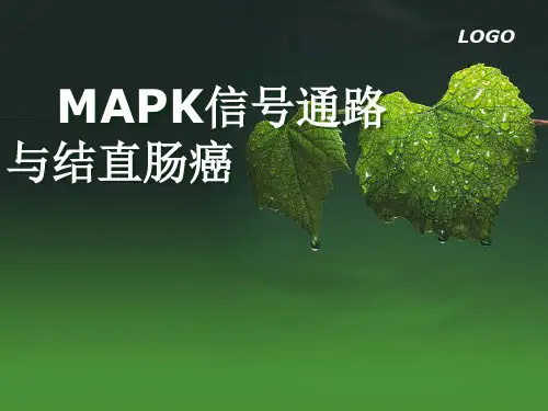 MAPK信号通路与结直肠癌