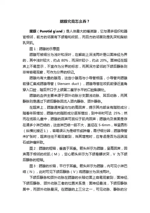 腮腺究竟怎么看？