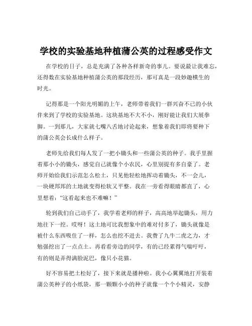 学校的实验基地种植蒲公英的过程感受作文