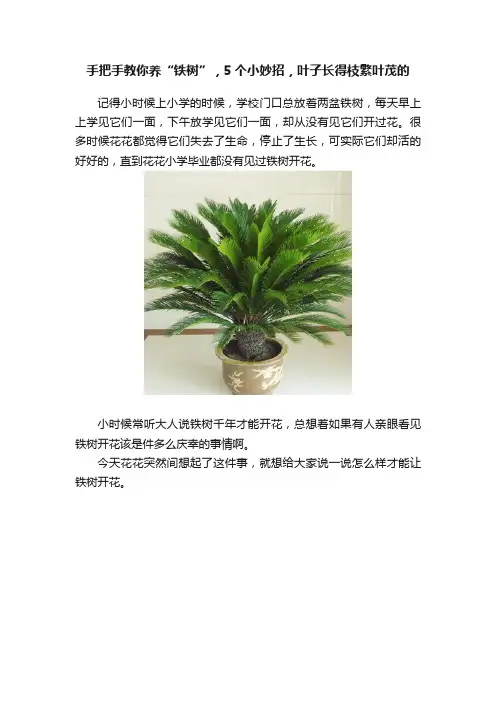 手把手教你养“铁树”，5个小妙招，叶子长得枝繁叶茂的