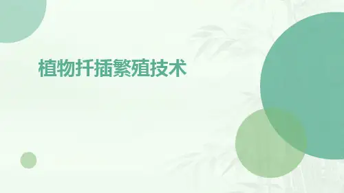 植物扦插繁殖技术