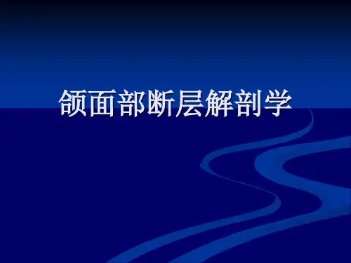 颌面部断层解剖学